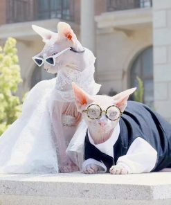 Luxurious Cat Wedding Gown with Train and Veil
